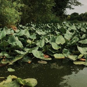 Meet your Posher, Savannah